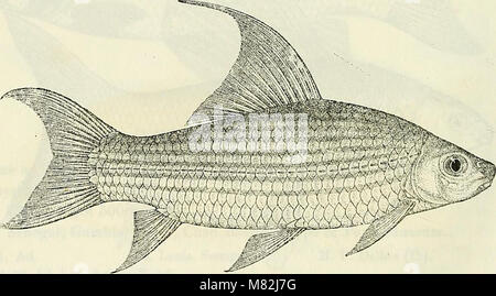 Katalog der Süßwasser-Fische von Afrika in das British Museum (Natural History) (1909) (14591071909) Stockfoto