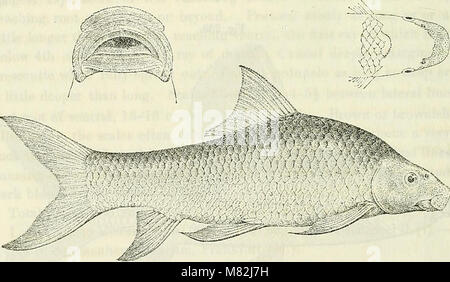 Katalog der Süßwasser-Fische von Afrika in das British Museum (Natural History) (1909) (14591120858) Stockfoto
