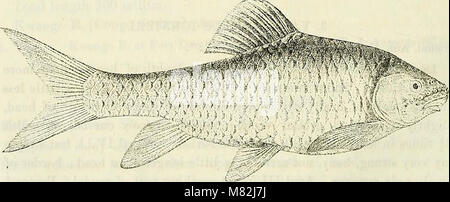 Katalog der Süßwasser-Fische von Afrika in das British Museum (Natural History) (1909) (14591145229) Stockfoto