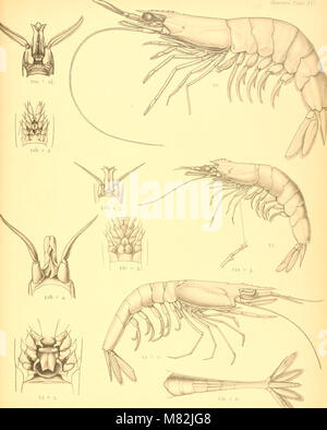 Katalog der Indischen dekapoden Crustaceen in der Sammlung des Indischen Museum.. (1901-) (19958648704) Stockfoto