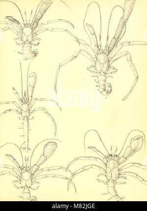 Katalog der Indischen dekapoden Crustaceen in der Sammlung des Indischen Museum.. (1901-) (20393275978) Stockfoto