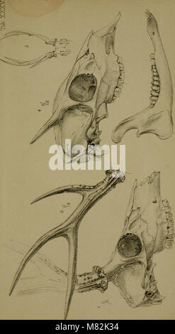 Katalog von Exemplaren der Mammalia in der Sammlung des British Museum (1850-52) (20558422986) Stockfoto