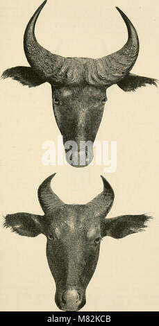 Katalog der Ungulate Säugetiere im British Museum (Natural History) (1913) (20584971535) Stockfoto