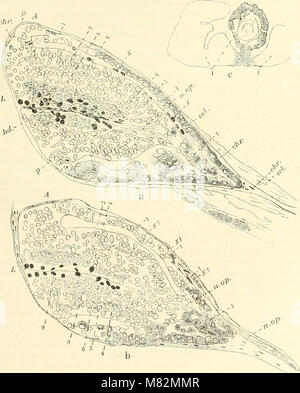 Höhle Wirbeltiere von Amerika; eine Studie bei degenerativen Evolution (1909) (19965911733) Stockfoto