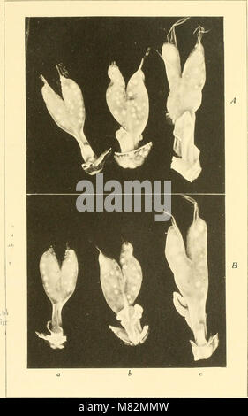 Höhle Wirbeltiere von Amerika; eine Studie bei degenerativen Evolution (1909) (19966057173) Stockfoto