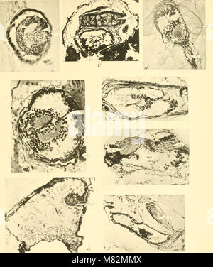 Höhle Wirbeltiere von Amerika; eine Studie bei degenerativen Evolution (1909) (20398885948) Stockfoto