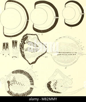 Höhle Wirbeltiere von Amerika; eine Studie bei degenerativen Evolution (1909) (20398913098) Stockfoto