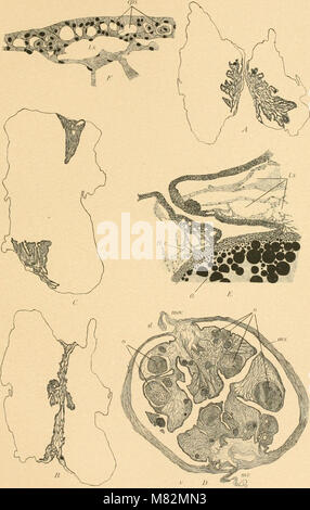 Höhle Wirbeltiere von Amerika; eine Studie bei degenerativen Evolution (1909) (20560726776) Stockfoto