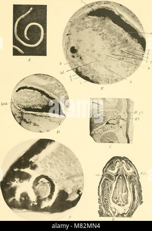 Höhle Wirbeltiere von Amerika; eine Studie bei degenerativen Evolution (1909) (20577823892) Stockfoto