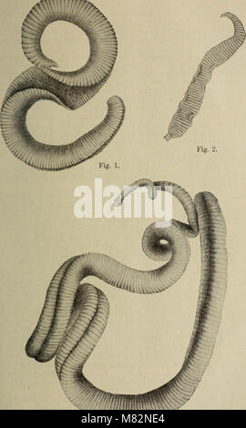 Centralblatt für Bakteriologie, Parasitenkunde und Infektionskrankheiten (1902) (19965624024) Stockfoto