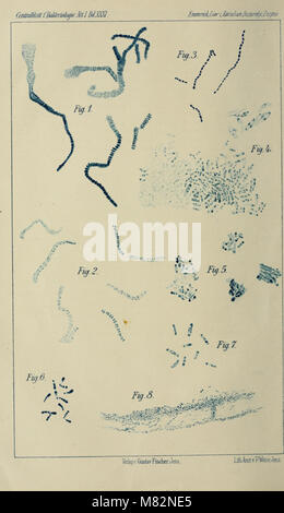 Centralblatt für Bakteriologie, Parasitenkunde und Infektionskrankheiten (1902) (19967247513) Stockfoto