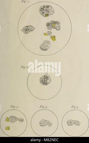 Centralblatt für Bakteriologie, Parasitenkunde und Infektionskrankheiten (1902) (20579212812) Stockfoto