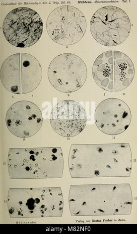 Centralblatt für Bakteriologie, Parasitenkunde und Infektionskrankheiten (1913) (20400215720) Stockfoto