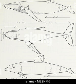 Wale im Channel Islands National Marine Sanctuary - Vorbereitet für nationale ozeanische und atmosphärische Leitung, Channel Islands National Marine Sanctuary und NOAA, National Marine Fischerei (19968365753) Stockfoto