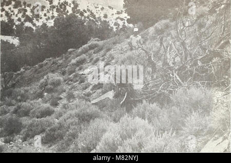 Merkmale und Hybridisierung von wichtigen intermountain Sträucher (1976) (20596782141) Stockfoto