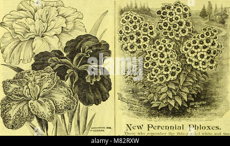 Childs' fallen Katalog von Blumenzwiebeln und Pflanzen, Bloom (1901) (14598236127) Stockfoto