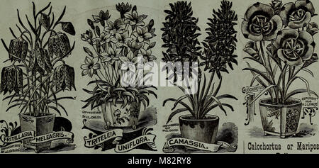 Childs' fallen Katalog von Blumenzwiebeln und Pflanzen, Bloom (1903) (20417486698) Stockfoto