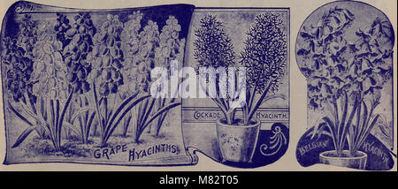 Childs' fallen Katalog von Blumenzwiebeln und Pflanzen, Bloom (1904) (20579283196) Stockfoto