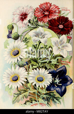 Childs' seltene Blumen, Obst und Gemüse (1902) (20606274795)