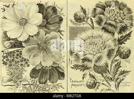 Childs' seltene Blumen, Obst und Gemüse (1907) (20419194220)
