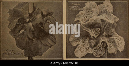 Childs' Frühjahr 1922 - Samen, Pflanzen, Lampen, die Blüte Beeren, die Bear (1922) (14586666988) Stockfoto