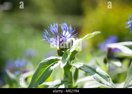 Great Blue-Flasche, Bergklint (Centaurea montana) Stockfoto