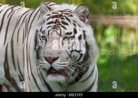 Bengal Tiger, Bengalisk Tiger (Panthera tigris tigris) Stockfoto