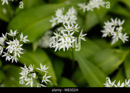 Tragen Ramslök Porree (Allium ursinum) Stockfoto