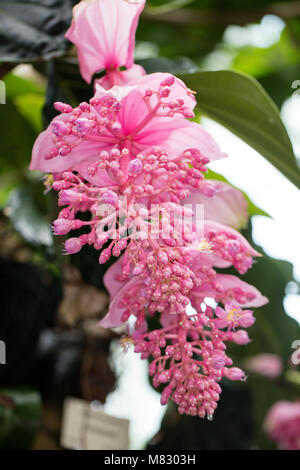 Auffällige Medinilla, Rosenskärm (Medinilla magnifica) Stockfoto