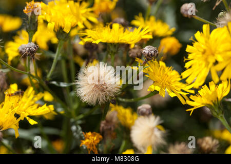 Gemeinsame Habichtskraut (Hieracium lachenalii, Hagfibbla) Stockfoto