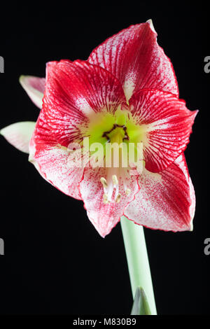 "Flamenco Queen' Hippeastrum, Amaryllis (Hippeastrum x hortorum) Stockfoto