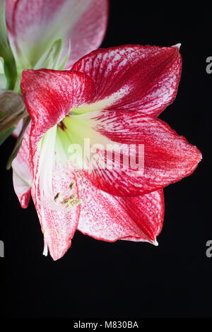 "Flamenco Queen' Hippeastrum, Amaryllis (Hippeastrum x hortorum) Stockfoto