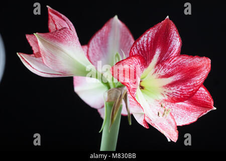 "Flamenco Queen' Hippeastrum, Amaryllis (Hippeastrum x hortorum) Stockfoto