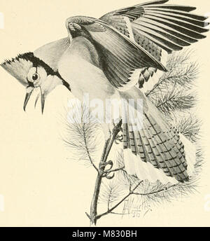 Bürger Vogel - Szenen aus der Vogelwelt in einfachem Englisch für Anfänger (1897) (20465217638) Stockfoto