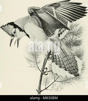 Bürger Vogel. Szenen aus der Vogelwelt in einfachem Englisch für Anfänger (1923) (20466459209) Stockfoto