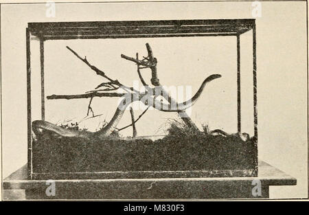 Civic Biologie; Lehrbuch der Probleme, lokaler und nationaler Ebene, die nur durch die bürgerliche coöperation behoben werden kann (1918) (c) (20644744742) Stockfoto