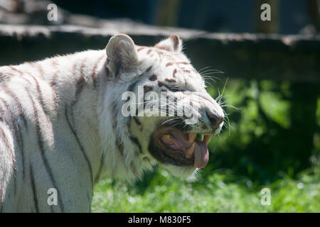 Bengal Tiger, Bengalisk Tiger (Panthera tigris tigris) Stockfoto