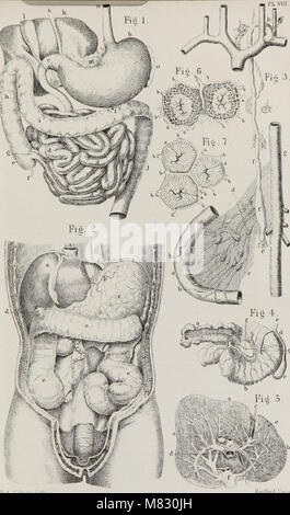 Klasse - das Buch der Physiologie - für die Nutzung von Schulen und Familien - bestehend aus der Aufbau und die Funktionsweise der Organe des Menschen, illustriert von vergleichenden Bezugnahme auf diejenigen von minderwertigen Tiere (1860) (14779935722) Stockfoto