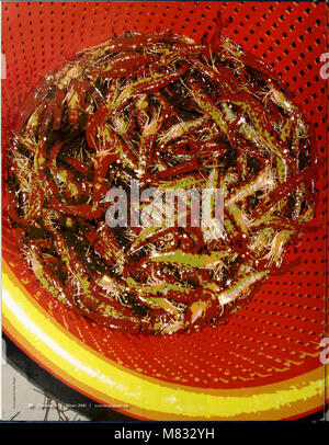 *Coast Watch* (1979) ist eine Publikation, die sich mit der Erforschung und Überwachung der Küstengebiete befasst. Sie umfasst Informationen über Ozeanographie, Meeresökosysteme, Umweltschutz und die Untersuchung der Küstengebiete und ihrer ökologischen Bedeutung. Stockfoto