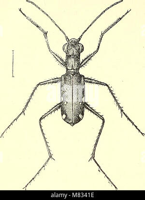 Coleoptera - Allgemeine Einführung und Cicindelidae und Paussidae (1912) (14598336858)