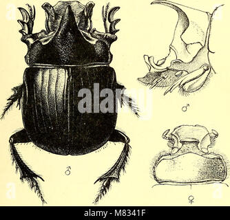 Coleoptera - Allgemeine Einführung und Cicindelidae und Paussidae (1912) (14598441837) Stockfoto