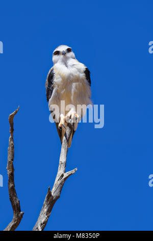 Black-winged Kite (Elanus caeruleus) auf einem toten Baum gehockt, vor blauem Himmel, Kgalagadi Transfrontier Park, Northern Cape, Südafrika Stockfoto