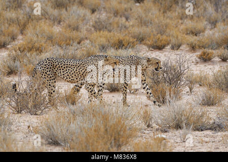 Geparden (Acinonyx jubatus), zwei Männer gehen, Seite an Seite, Kgalagadi Transfrontier Park, Northern Cape, Südafrika, Afrika Stockfoto