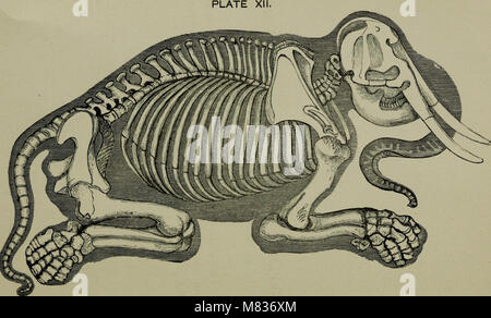 Vergleichende Anatomie für die Zwecke des Künstlers (1883) (20481041588). Stockfoto