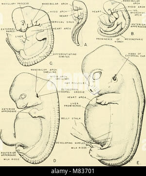 Vergleichende embryologie der Wirbeltiere; mit 2057 Zeichnungen und Fotos. gruppiert wie 380 Illus (1953) (20482505100) Stockfoto