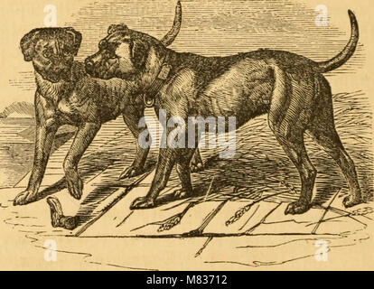 Vergleichende Physiognomie; oder, Ähnlichkeiten zwischen Männern und Tieren (1852) (14801833153) Stockfoto