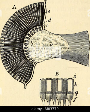 Vergleichende Zoologie, strukturelle und systematische - für den Einsatz in Schulen und Hochschulen (1883) (20677648841) Stockfoto