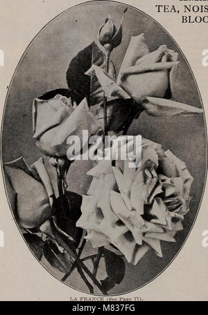 Dieser Katalog 1901 enthält umfassende Beschreibungen von Obst-, Schatten- und Zierbäumen, einschließlich Trauben, kleinen Früchten, Rosen und Kletterreben, nützlich für Gärtner und Landschaftsgärtner. Stockfoto