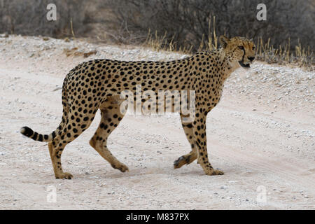 Gepard (Acinonyx jubatus), Männer, die über eine unbefestigte Straße, Kgalagadi Transfrontier Park, Northern Cape, Südafrika, Afrika Stockfoto