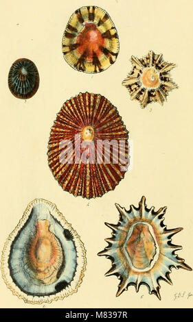 Conchologia systematica, oder komplettes System von conchology - in der die Lepades und conchiferous Mollusca beschrieben sind und entsprechend ihrer natürlichen Organisation und Gewohnheiten (1841) (14578515069) gegliedert. Stockfoto